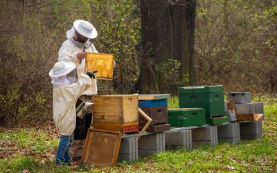 Comment fabriquer une ruche pour abeilles et pourquoi ?