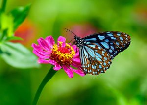 Les papillons sont des insectes pollinisateurs