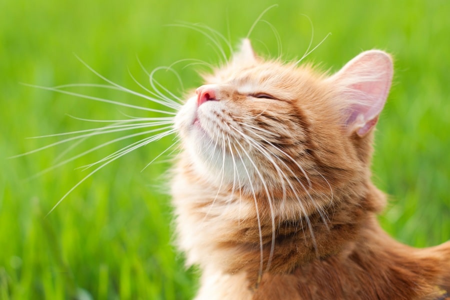 Un chat stérilisé est plus docile et plus calme. Si vous lui donnez de la croquette chat stérilisé, son poids restera stable. Et ce, même s’il se dépense moins physiquement.