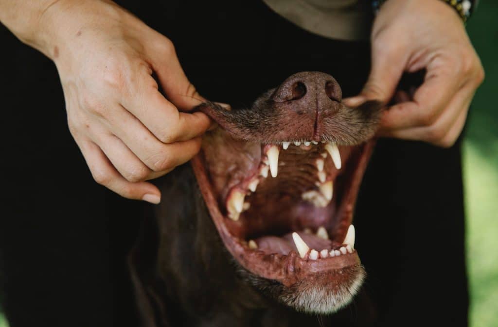 L’hygiène dentaire de son chien est primordiale pour sa santé. Voici comment soigner ses dents sans qu’il ne se sente embêter.