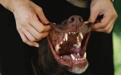 Comment bien soigner l’hygiène dentaire de son chien ?