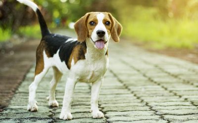Beagle : caractère, maladies et soins