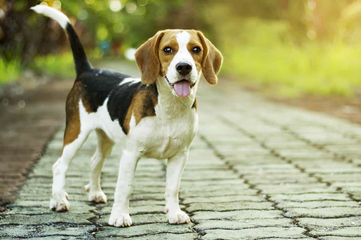 Beagle caractéristiques physiques