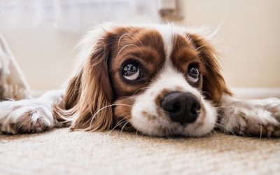 Pourquoi et comment adopter un chien à la SPA ?