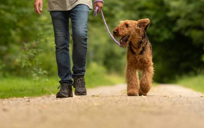 Comment trouver les meilleures promenades pour votre chien ?