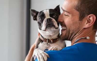 Bien choisir la mutuelle santé de votre chien