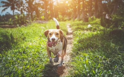 Comment savoir si votre chien est heureux ? 10 signes qui ne trompent pas