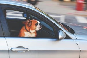 La meilleure façon de lutter contre le mal des transports est de conduire, mais c'est une stratégie que nous vous déconseillons d'essayer avec votre chien !