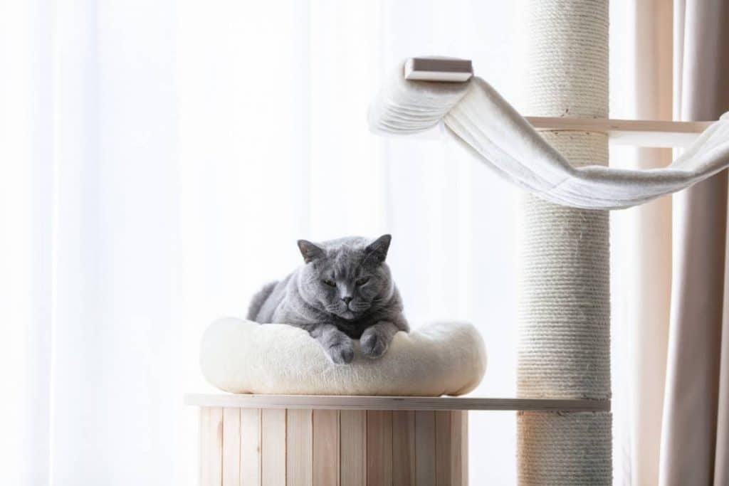 Si vous adoptez un chat, vous devez créer chez vous les conditions idéales pour qu'il y soit à son aise. Voici une liste des 5 accessoires incontournables.