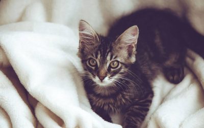 Comment réussir l’adoption d’un chaton ?
