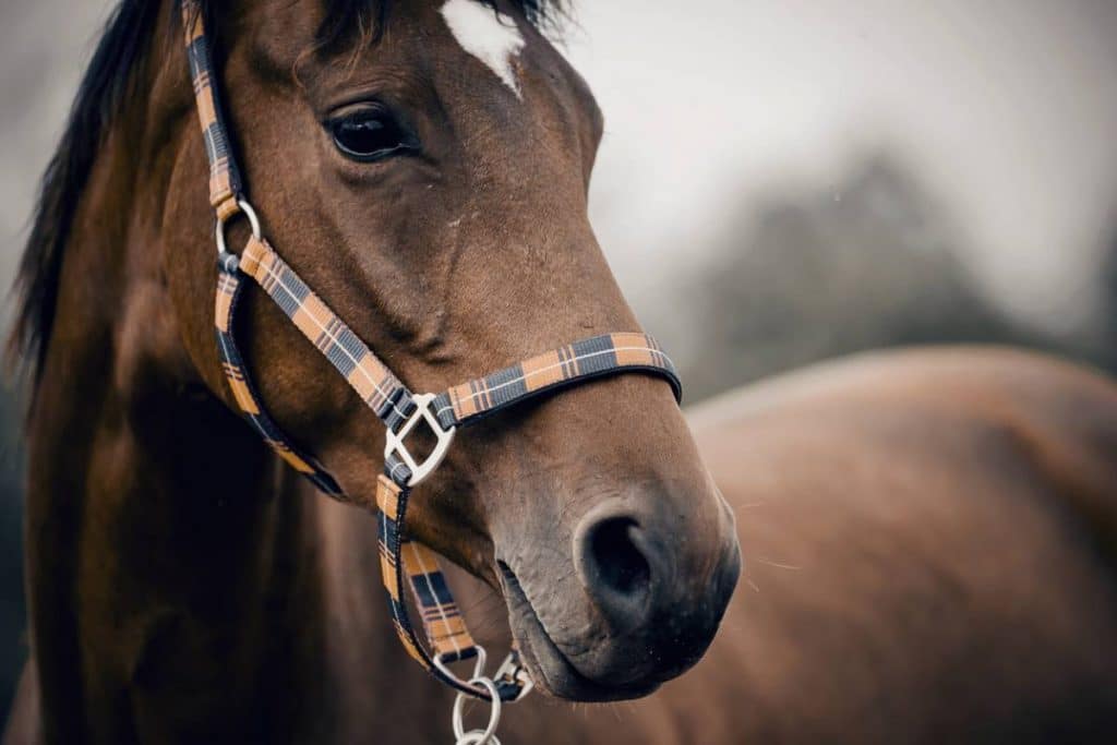 Votre amour pour le cheval implique tous les soins favorables à son bien-être. Nous avons recensé quelques idées pour améliorer le bien-être de votre équidé.
