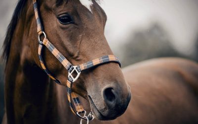 Cavalier : comment faire plaisir à votre cheval ?