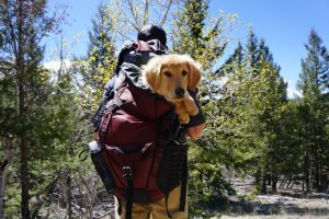 Dans cet article, nous allons discuter des avantages de donner à votre chien du bois de cerf à mâcher, et comment cela peut aider à améliorer sa santé globale.