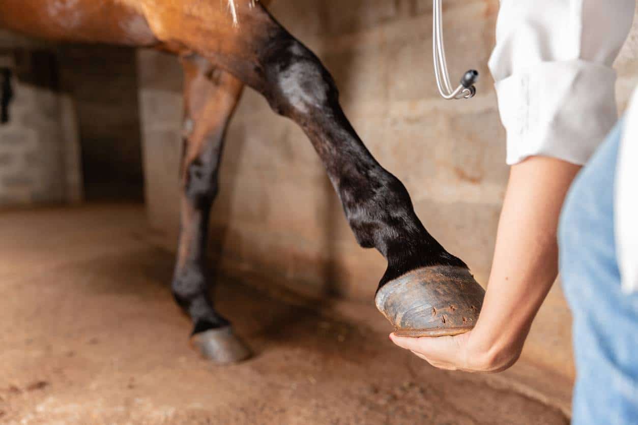 vétérinaire chevaux spécialiste en locomotion