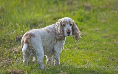 Quels sont les derniers signes de vie d’un chien en fin de vie ?