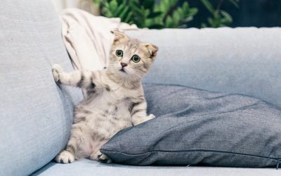 Comment attirer un chaton dans sa litière : Conseils et astuces