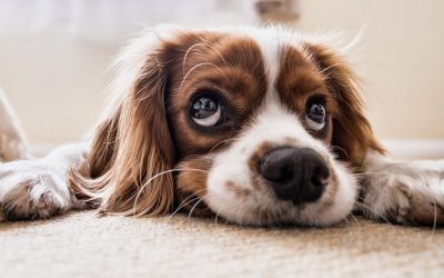 La crise d’épilepsie chez le chien : quelques explications