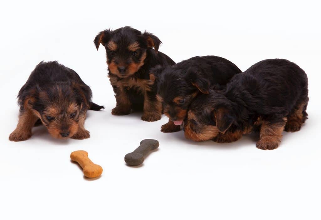 Les avantages de la mastication pour les chiens et les raisons de leur donner des friandises séchées comme des museaux et des tendons de bœuf !