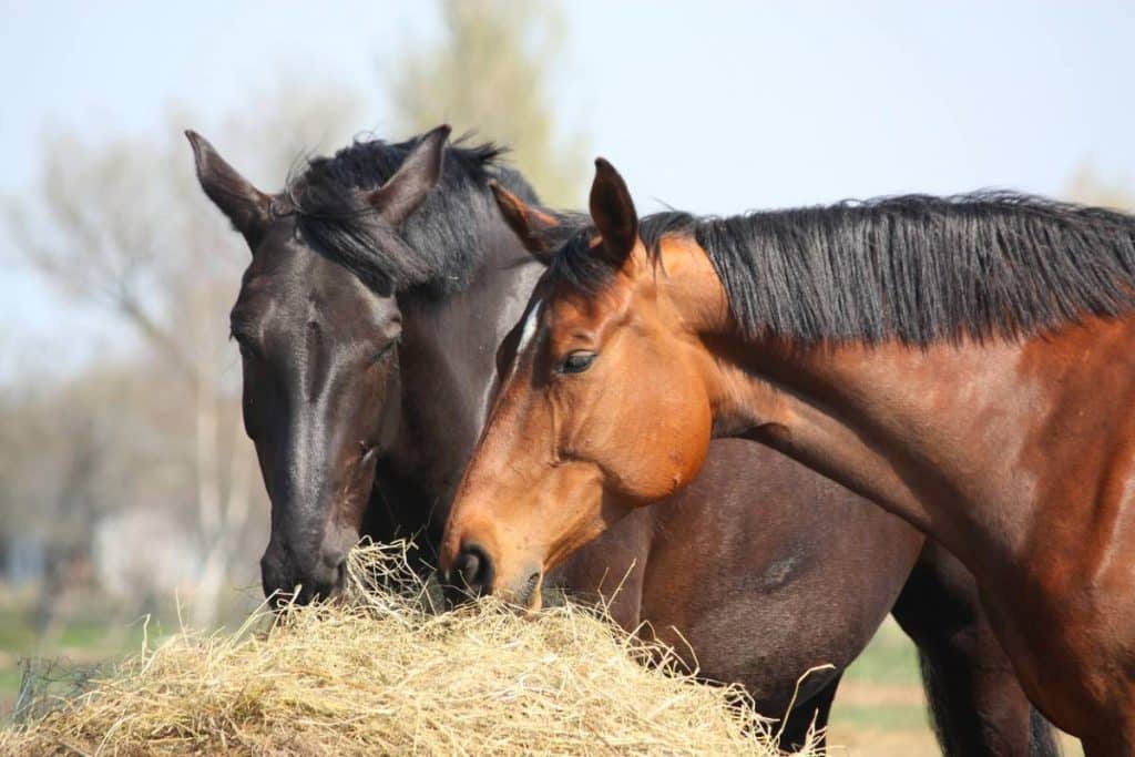 Pour prévenir des carences nutritionnelles, il est nécessaire que les propriétaires de chevaux supplémentent l'alimentation de leurs bêtes. Lisez la suite...