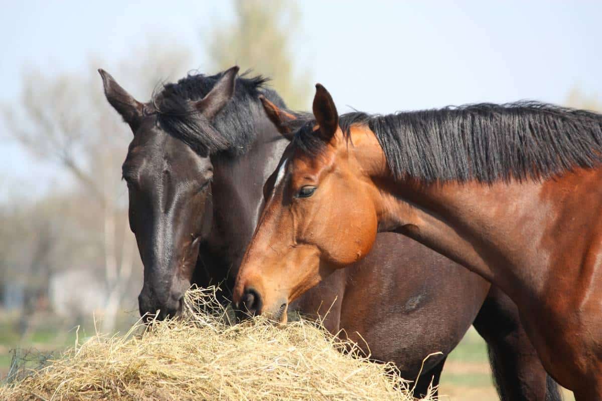Les minéraux et les probiotiques pour votre cheval - Rehactiv'Equine Les minéraux et les probiotiques pour votre cheval - Rehactiv'Equine
