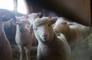 Les animaux qui sont élevés en ferme sont particulièrement intéressants. Nous allons vous présenter ici les 7 animaux de la ferme les plus populaires en France.