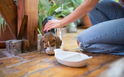 L’alimentation des chiots : un élément essentiel de l’éducation d’un chien