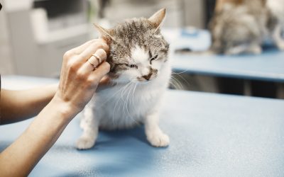 L’appétit de votre chat a disparu ? Voici comment la télémédecine vétérinaire peut vous aider